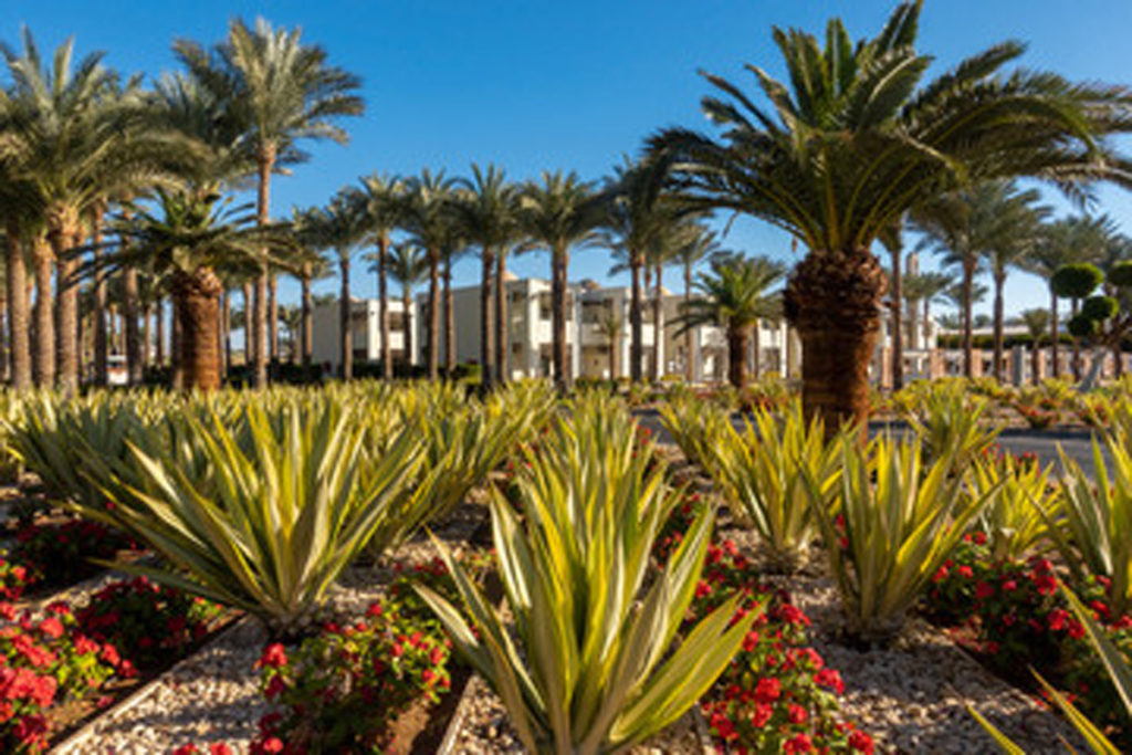 Beautiful desert plants in Carlsbad commercial landscaping