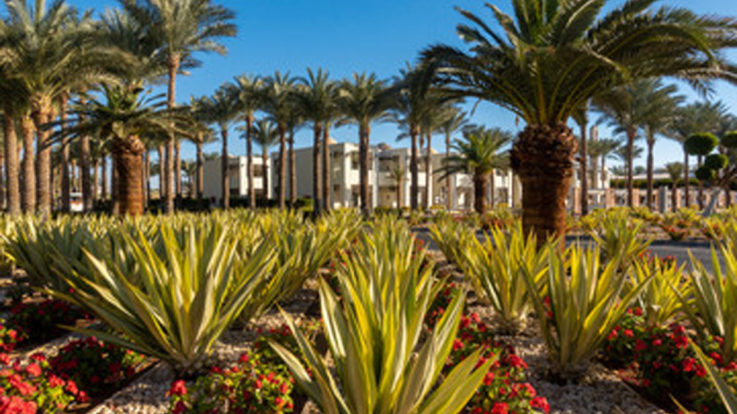 The Coolest Commercial Landscaping Ideas in Carlsbad, NM